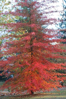Nyssa sylvatica - tupela lesní - podzimní habitus